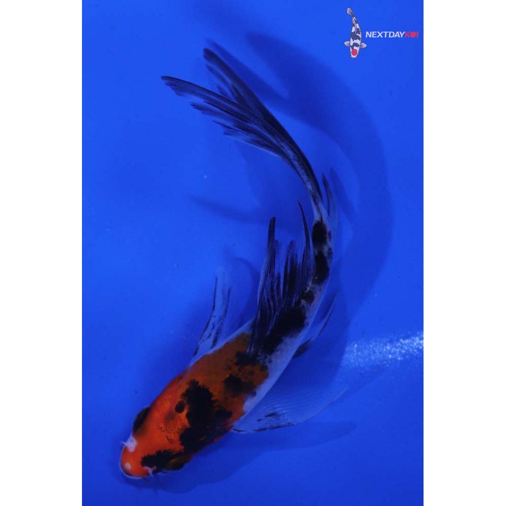 3.5” Imported Sanke Butterfly Koi