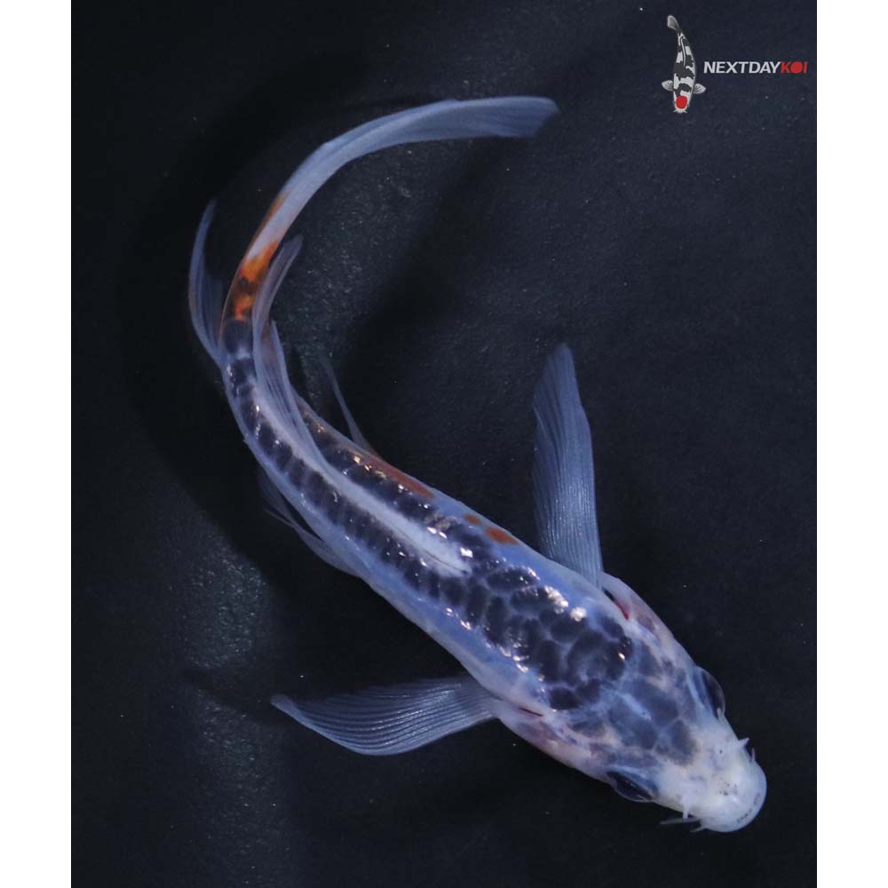3.5” Imported Shusui Butterfly Koi