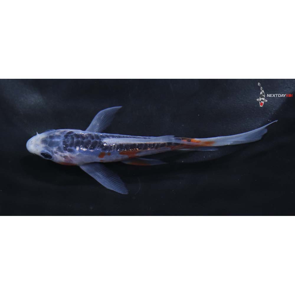 3.5” Imported Shusui Butterfly Koi