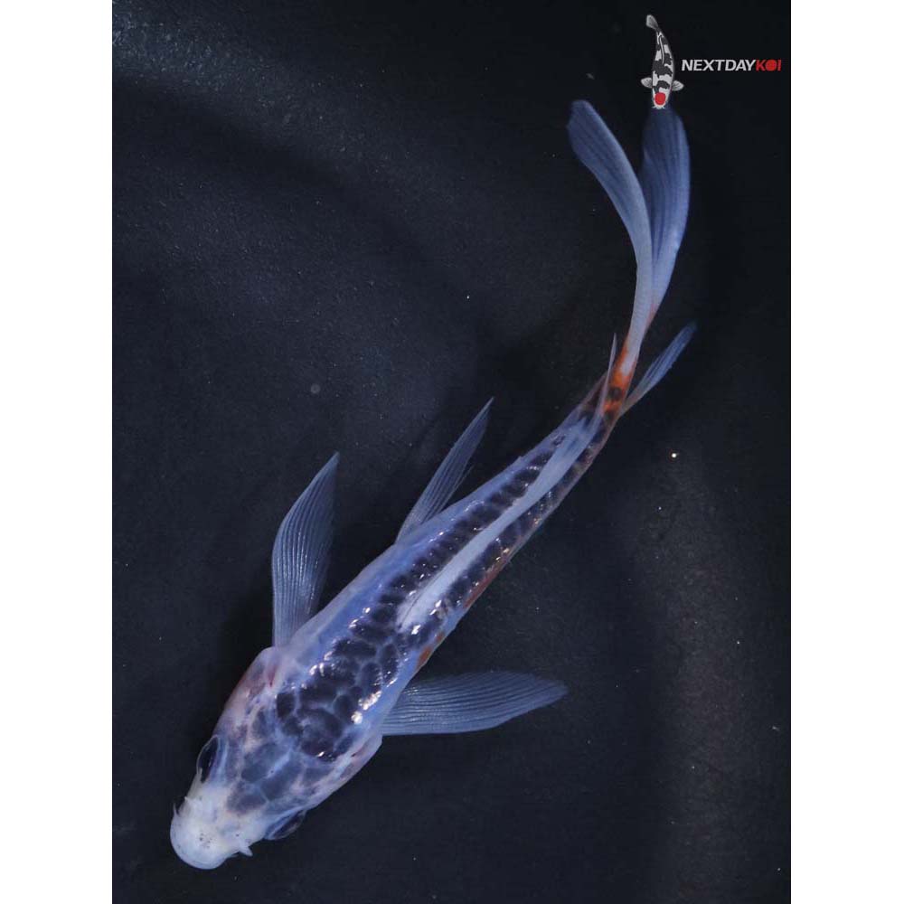 3.5” Imported Shusui Butterfly Koi