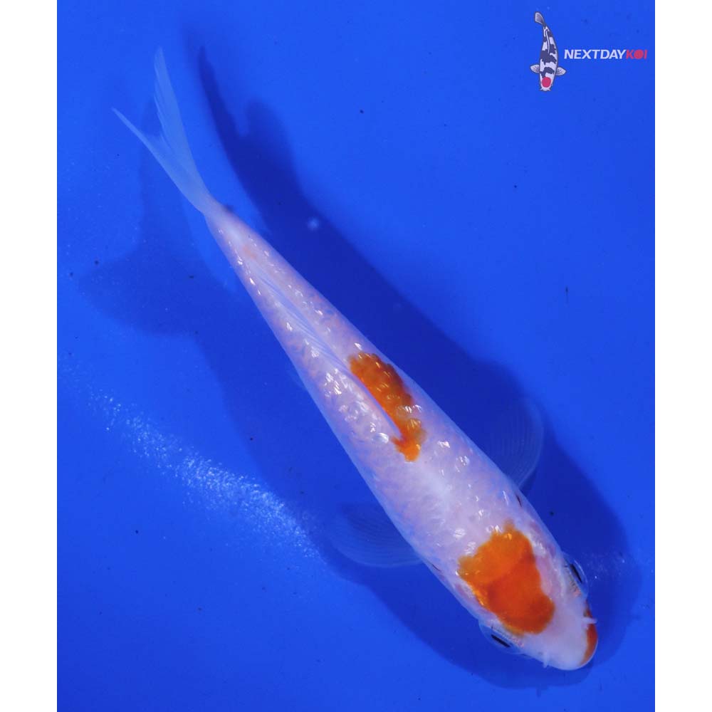 3” Imported Gin Rin Kohaku