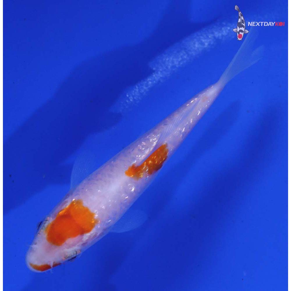 3” Imported Gin Rin Kohaku