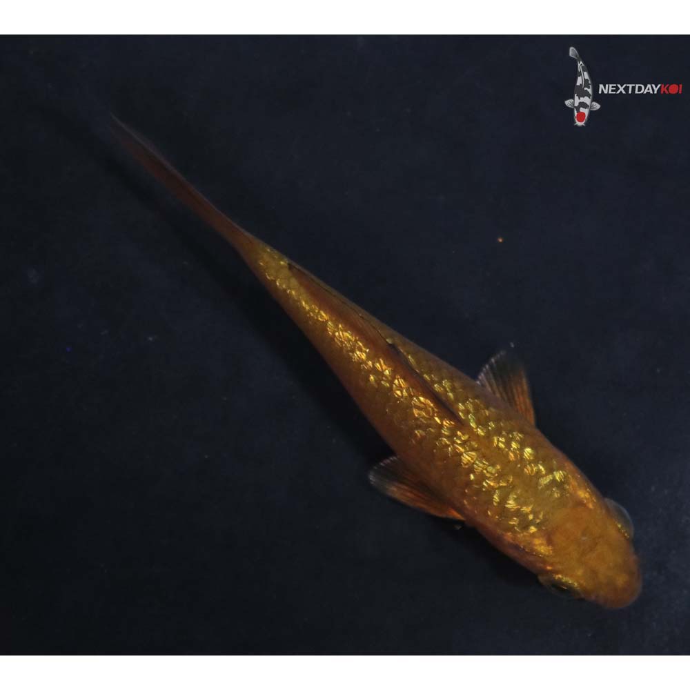 3” Imported Gin Rin Chagoi