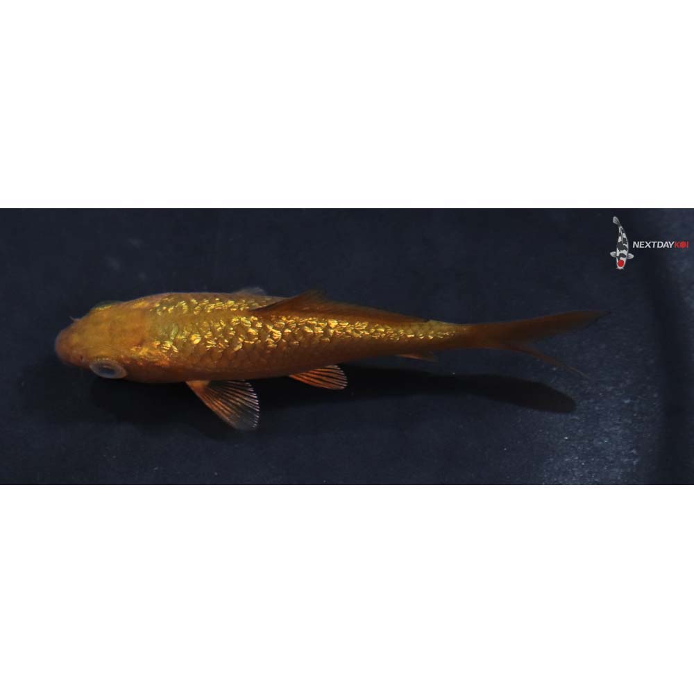 3” Imported Gin Rin Chagoi