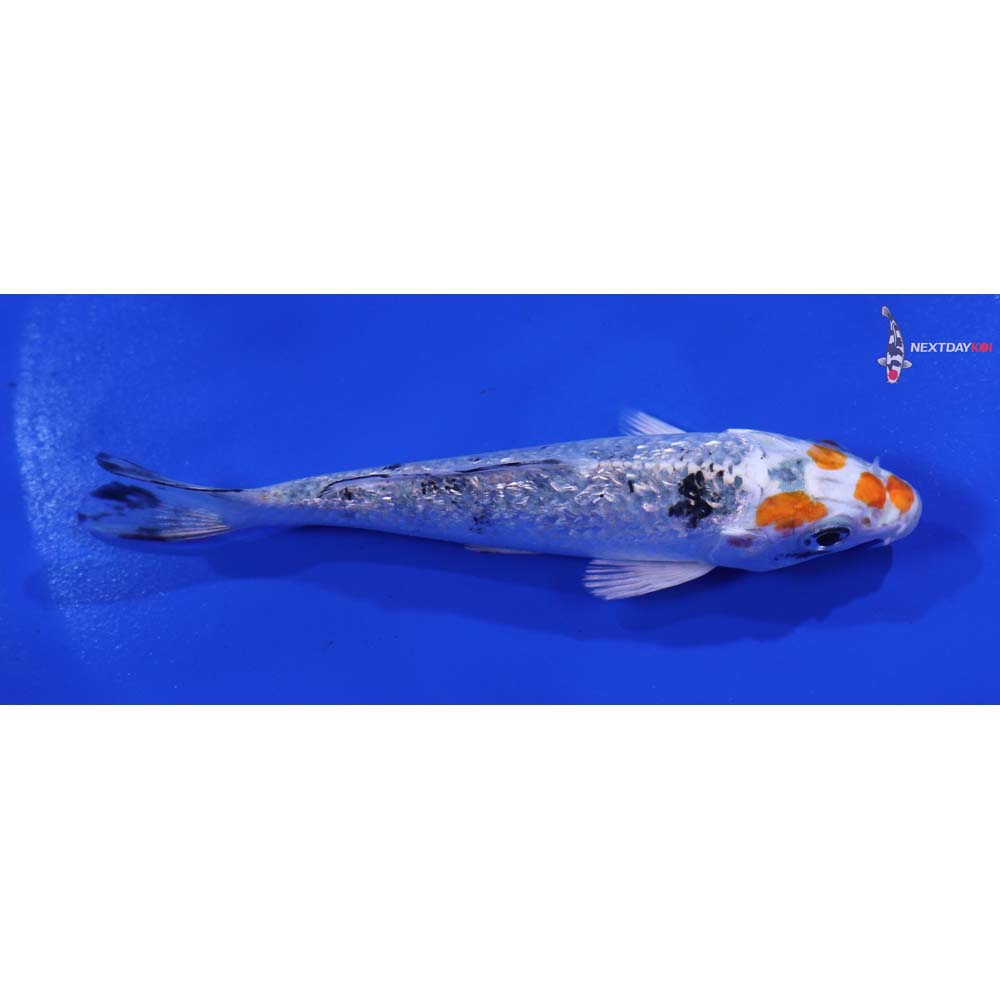 4” Imported Gin Rin Yamato Nishiki