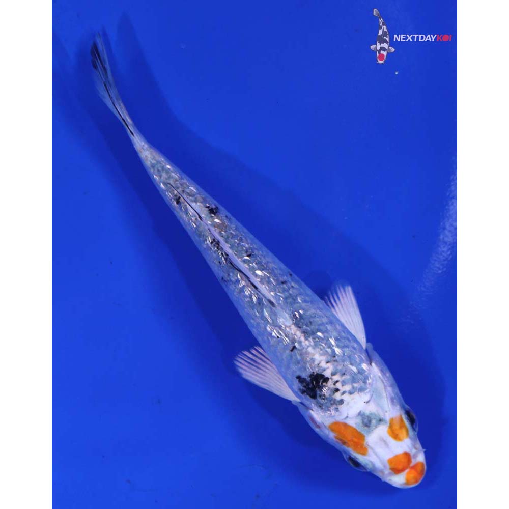 4” Imported Gin Rin Yamato Nishiki