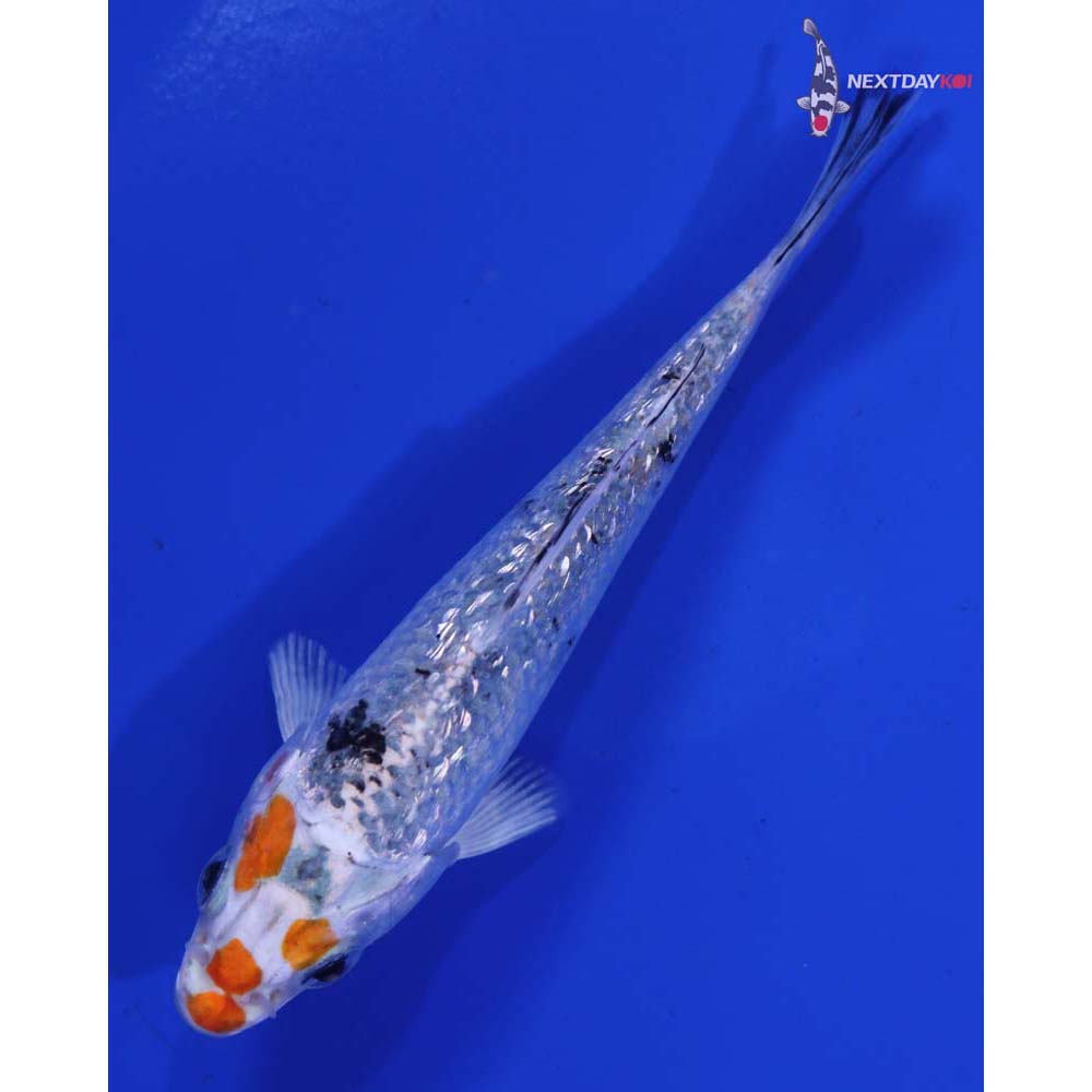 4” Imported Gin Rin Yamato Nishiki