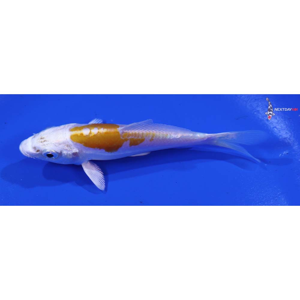 4” Imported Kikusui