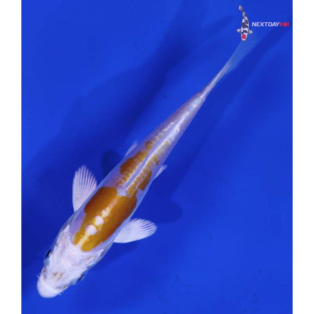 4” Imported Kikusui