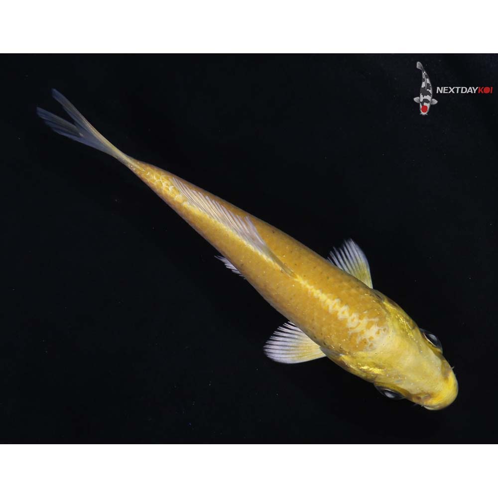 4” Imported Yamabuki Ogon