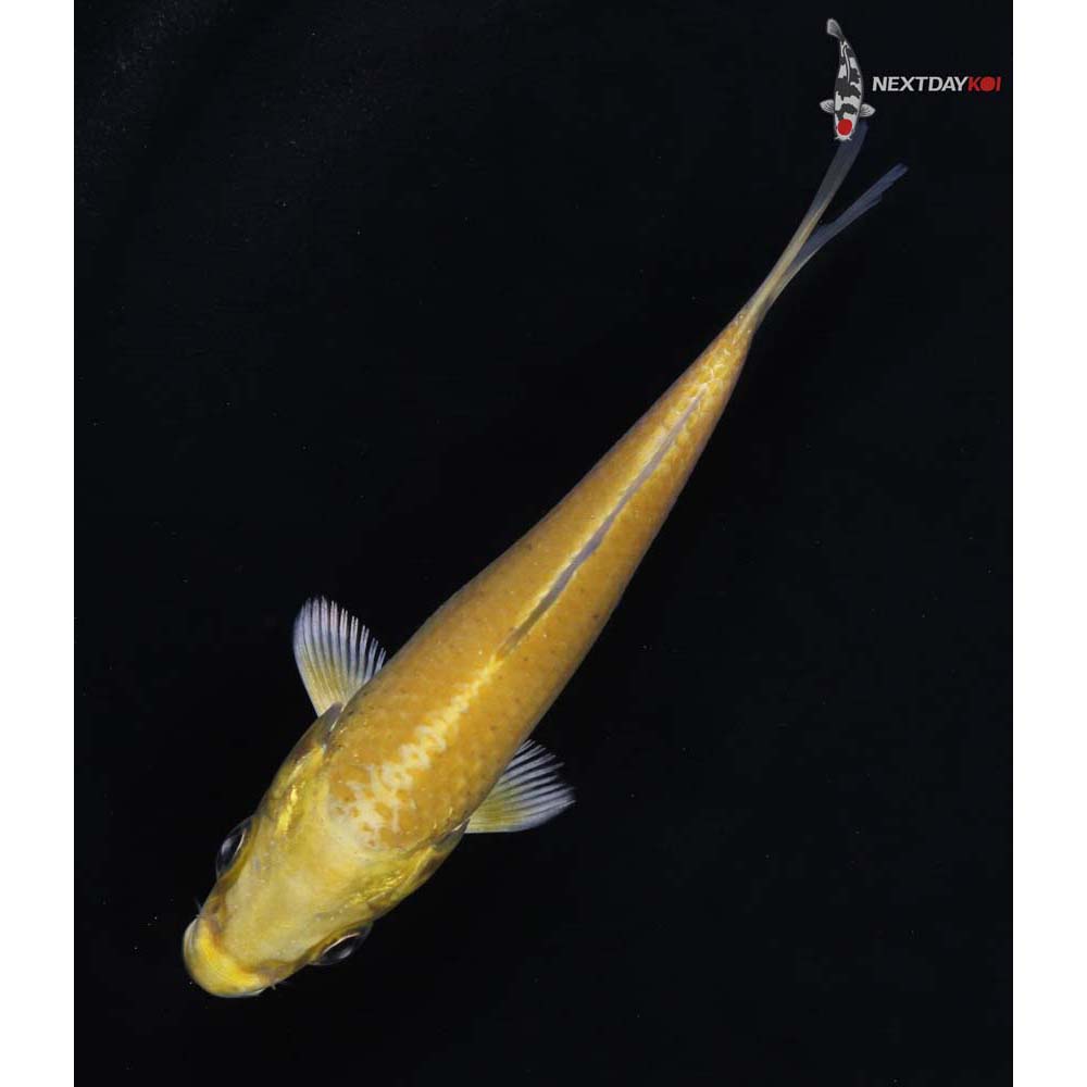 4” Imported Yamabuki Ogon