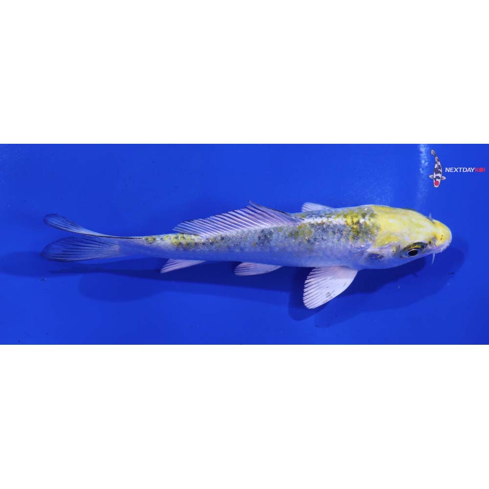 4.5” Imported Kujaku