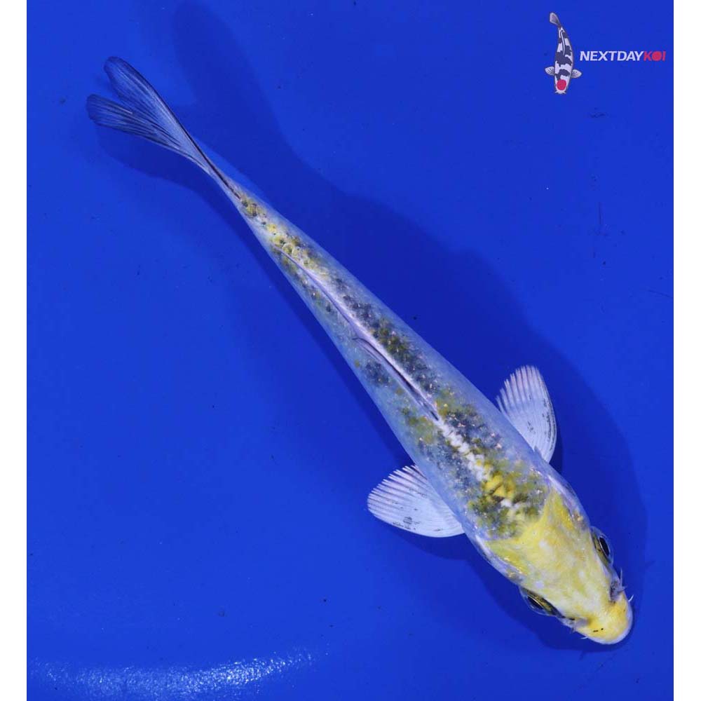 4.5” Imported Kujaku