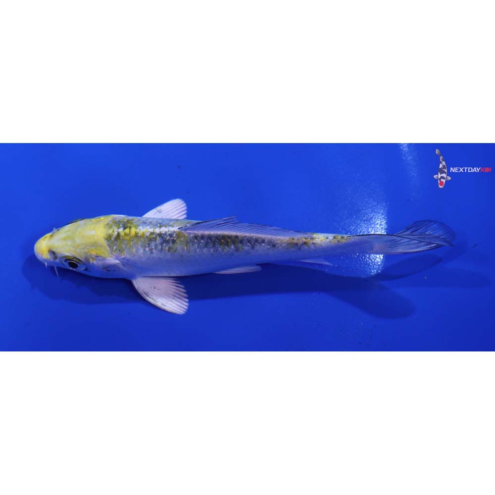 4.5” Imported Kujaku