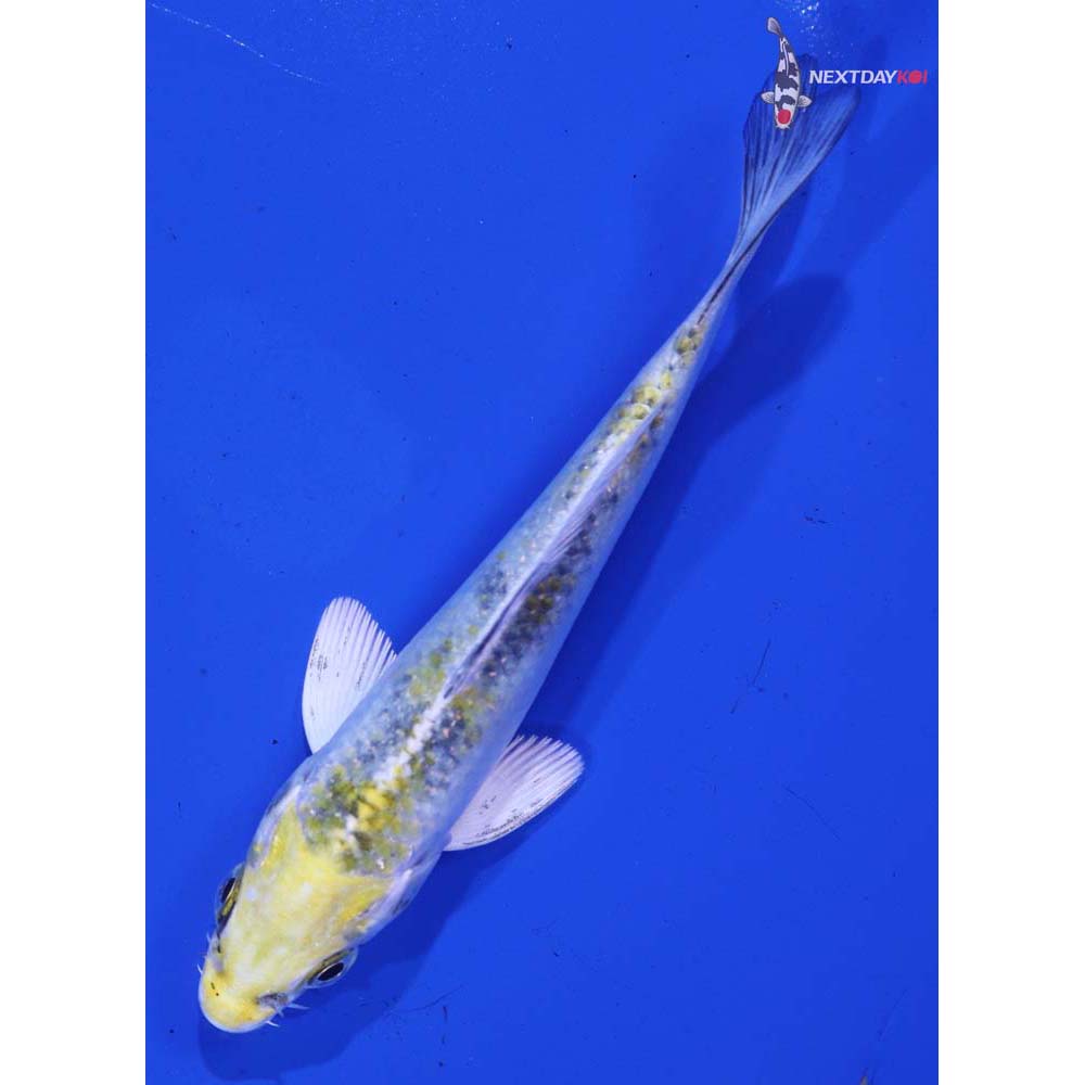 4.5” Imported Kujaku