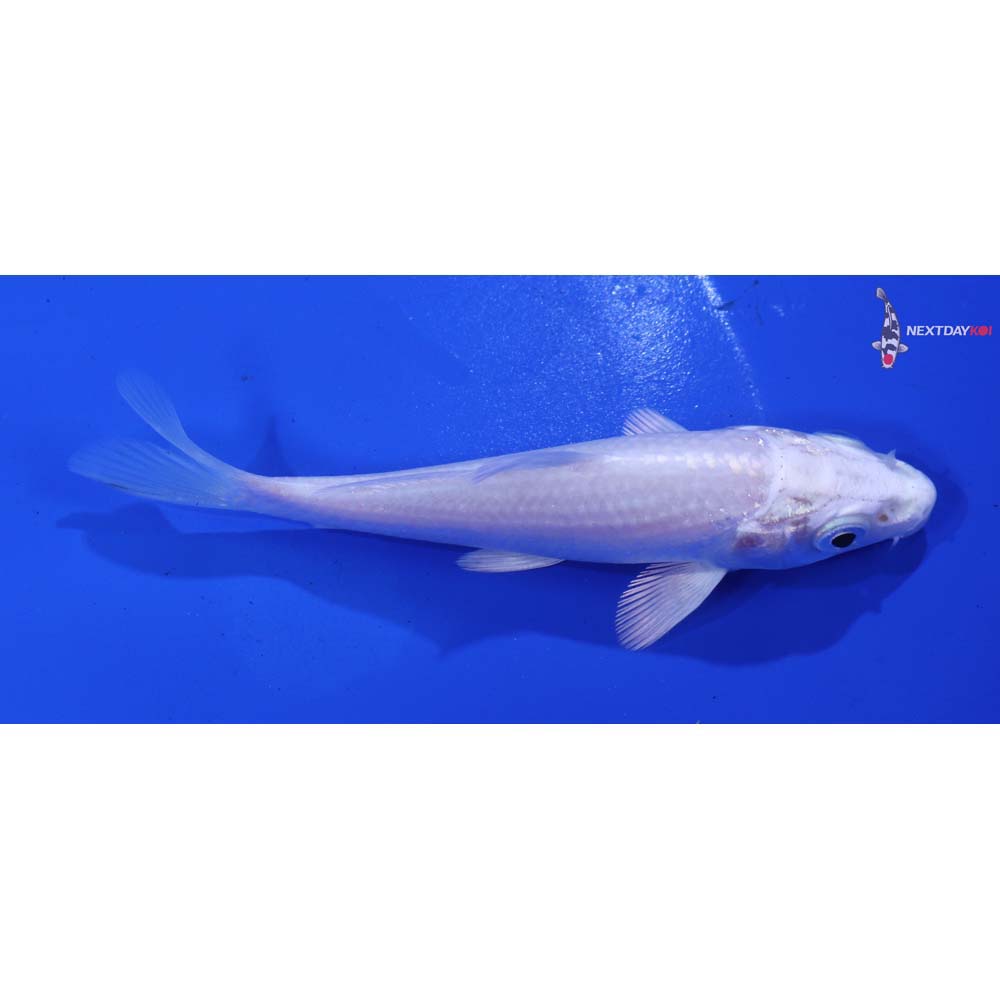 4.5” Imported Platinum Ogon