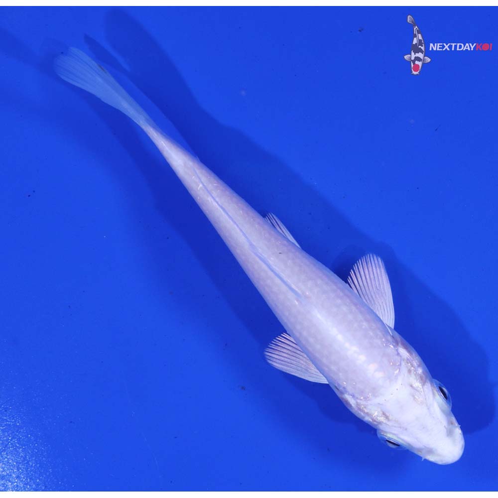 4.5” Imported Platinum Ogon