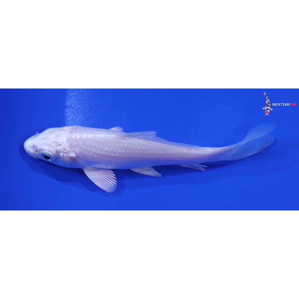 4.5” Imported Platinum Ogon