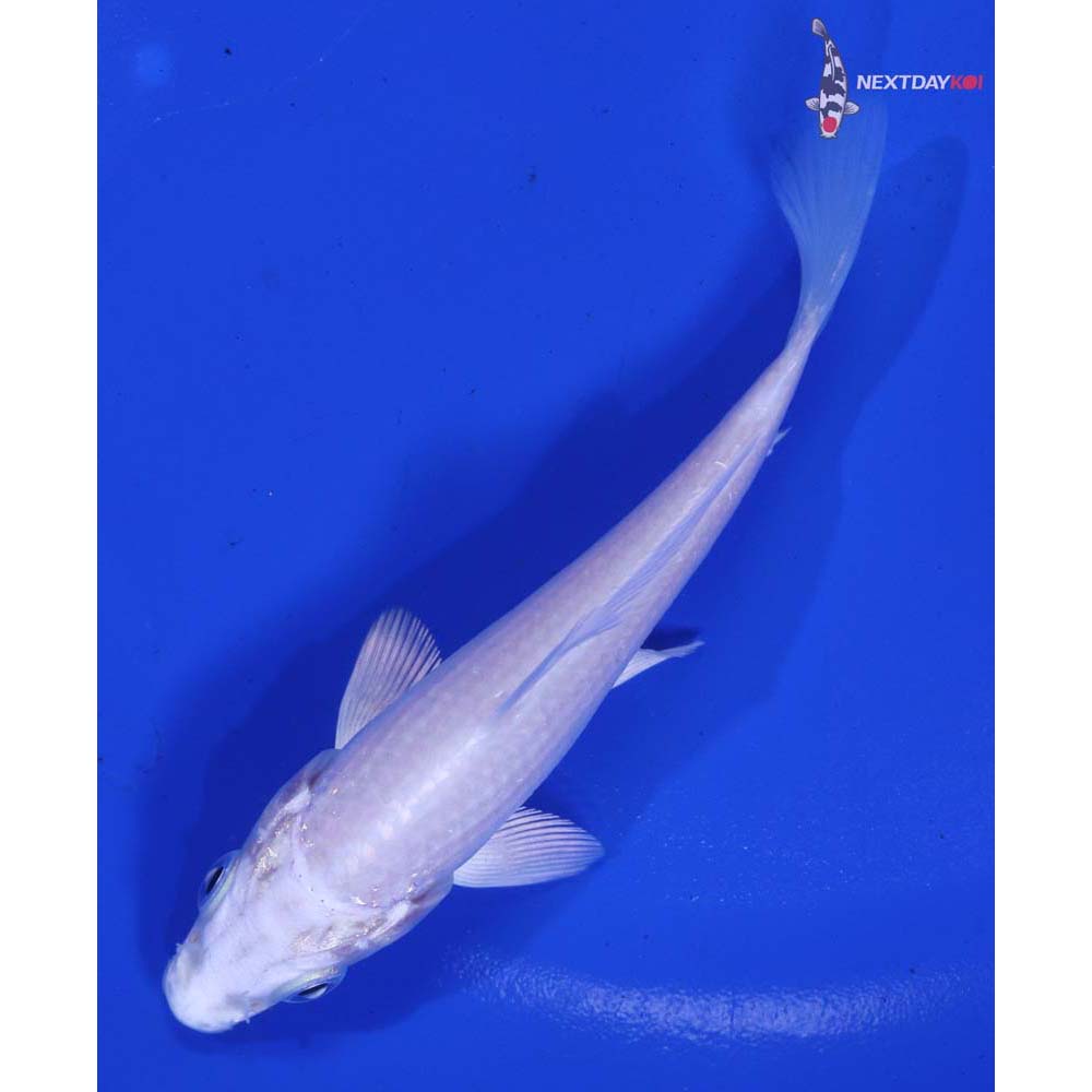 4.5” Imported Platinum Ogon