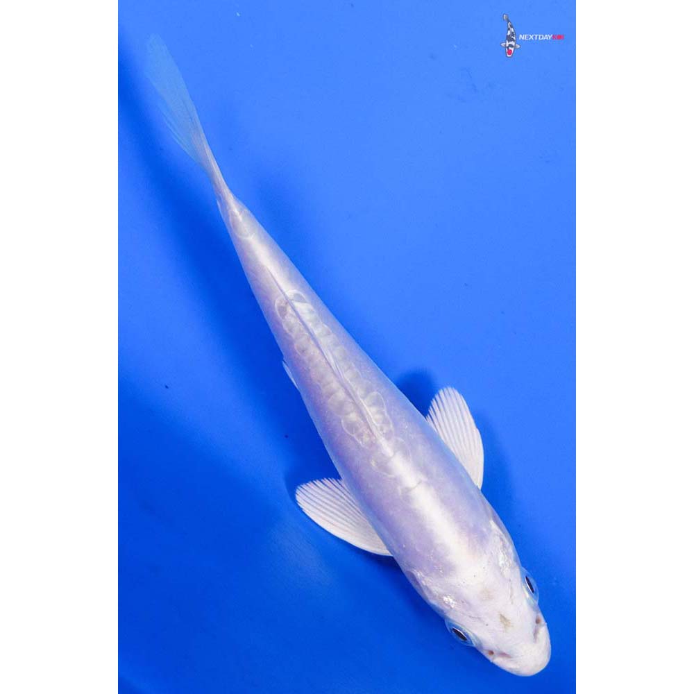 4” Imported Doitsu Platinum Ogon