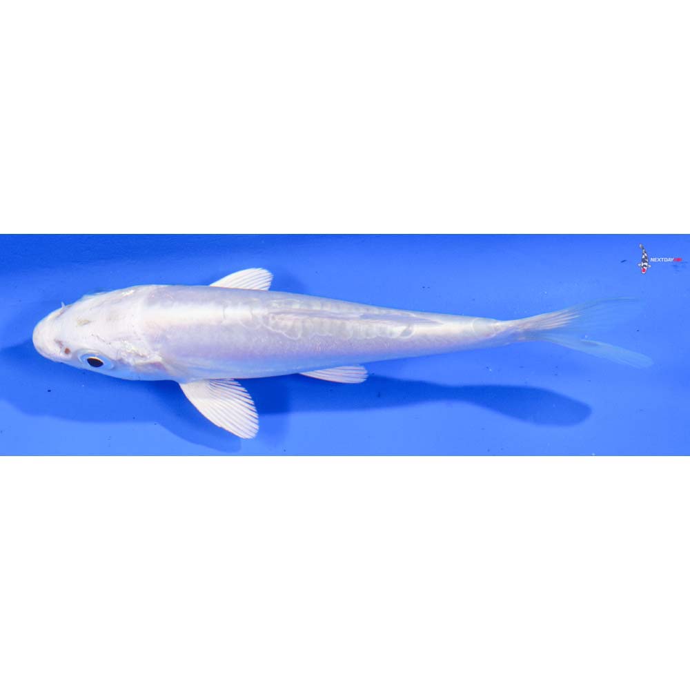 4” Imported Doitsu Platinum Ogon