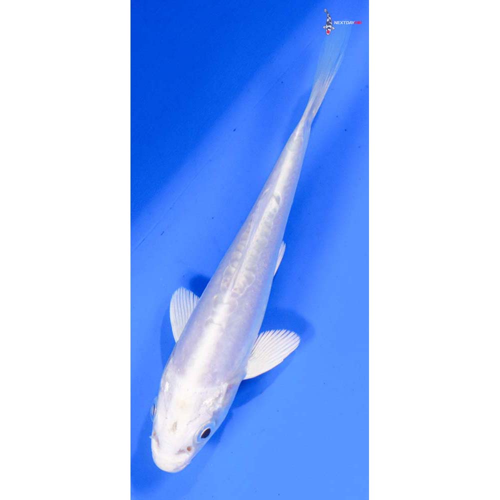 4” Imported Doitsu Platinum Ogon