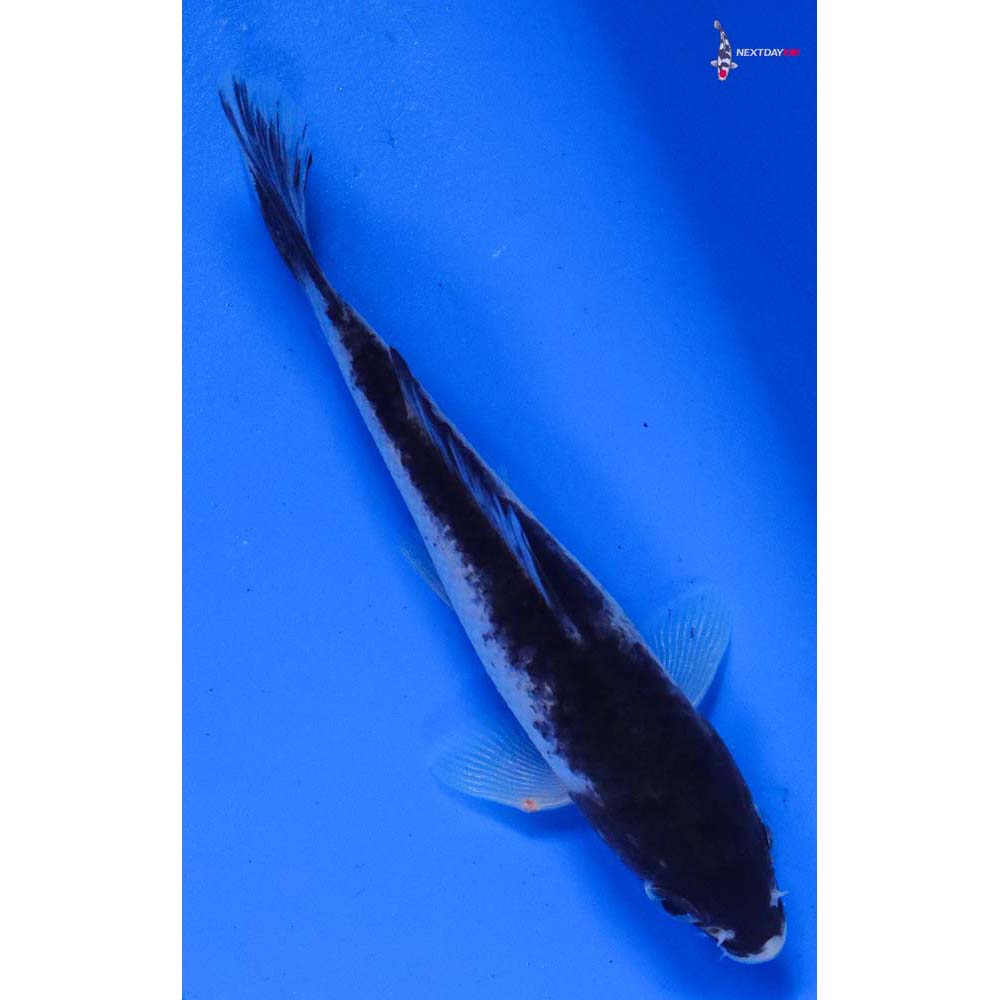 4” Imported Goromo