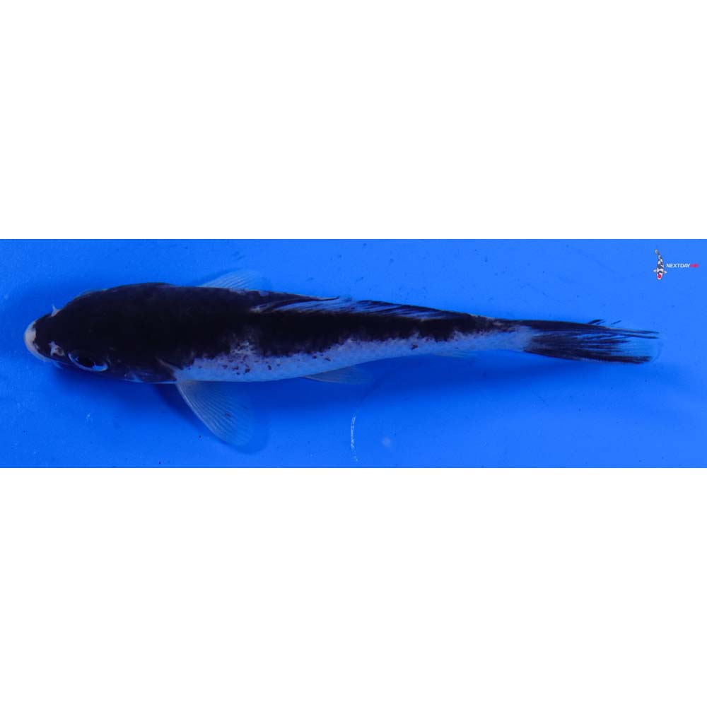 4” Imported Goromo