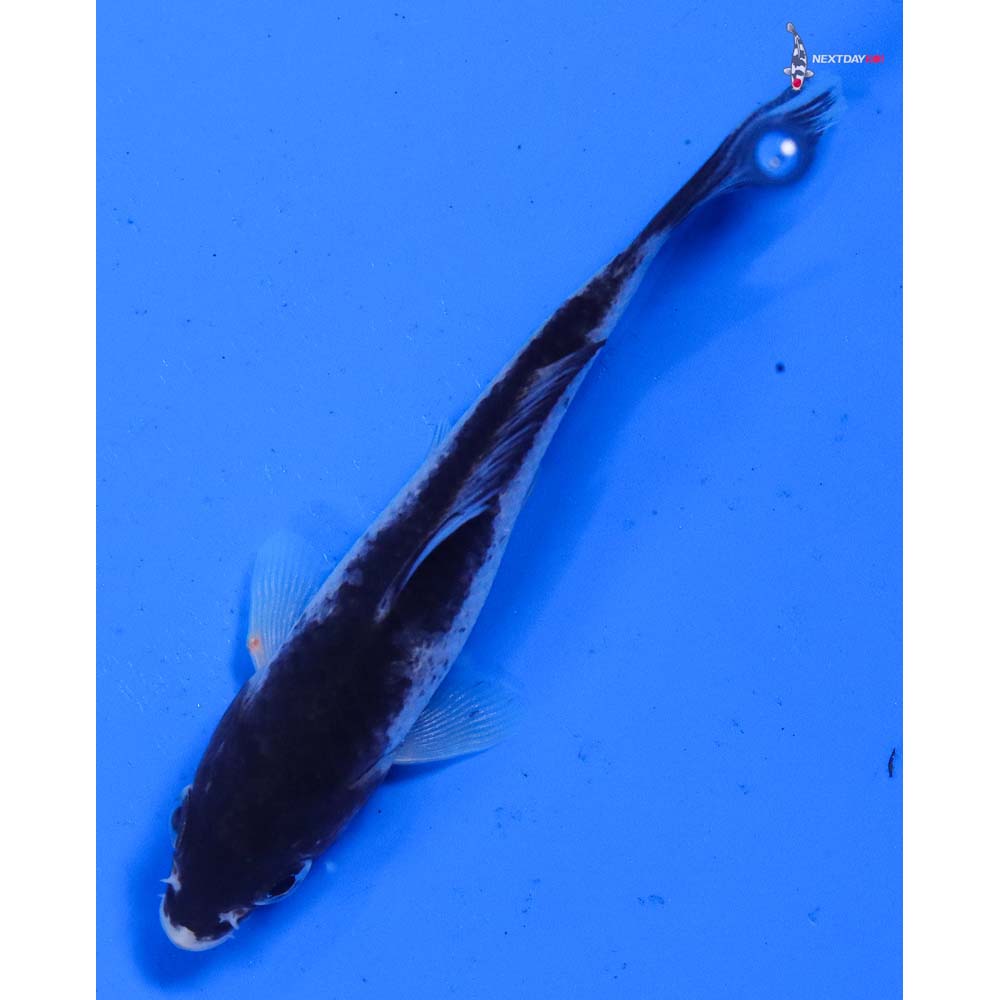 4” Imported Goromo