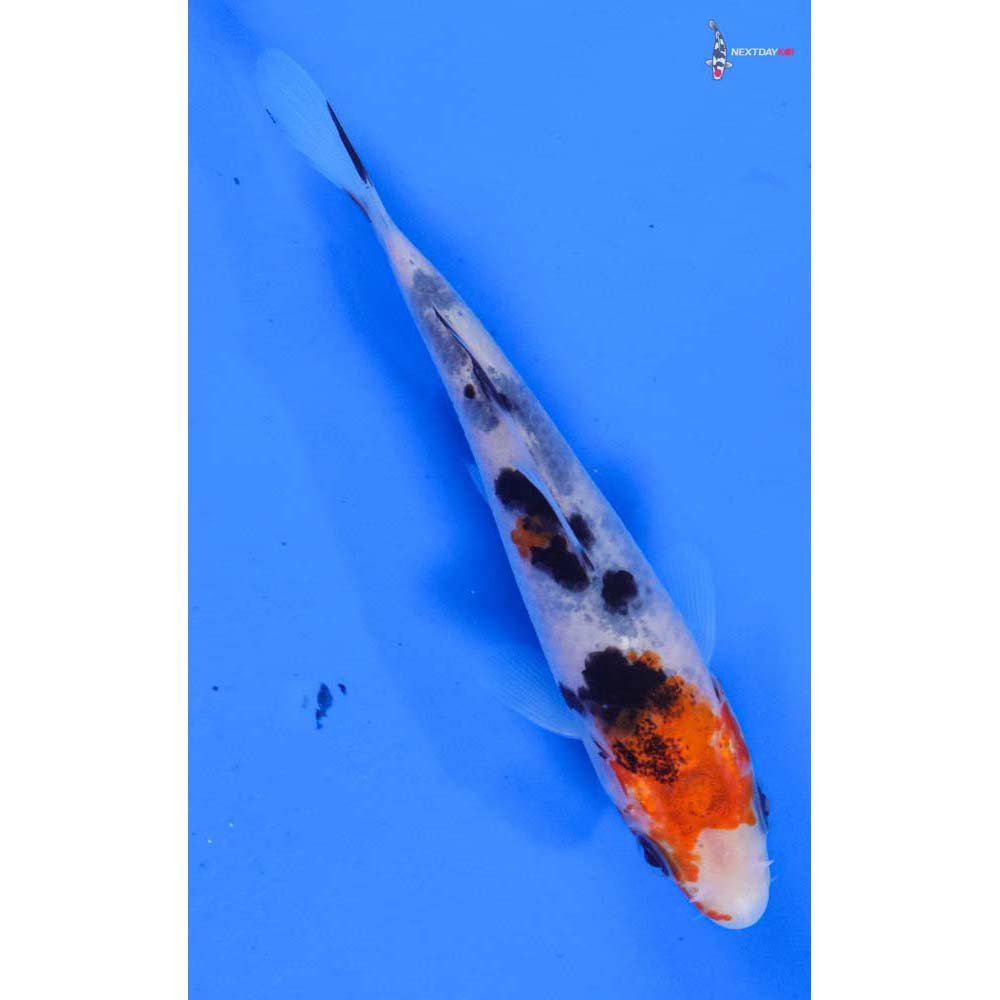 4” Imported Sanke