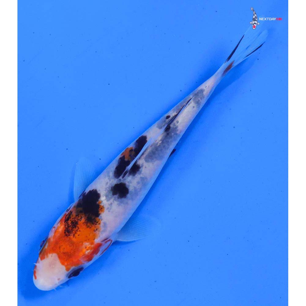 4” Imported Sanke