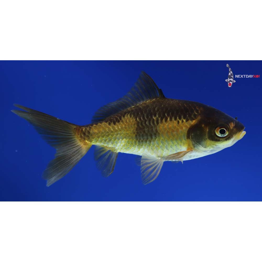 4.5” Imported Red and Black Wakin