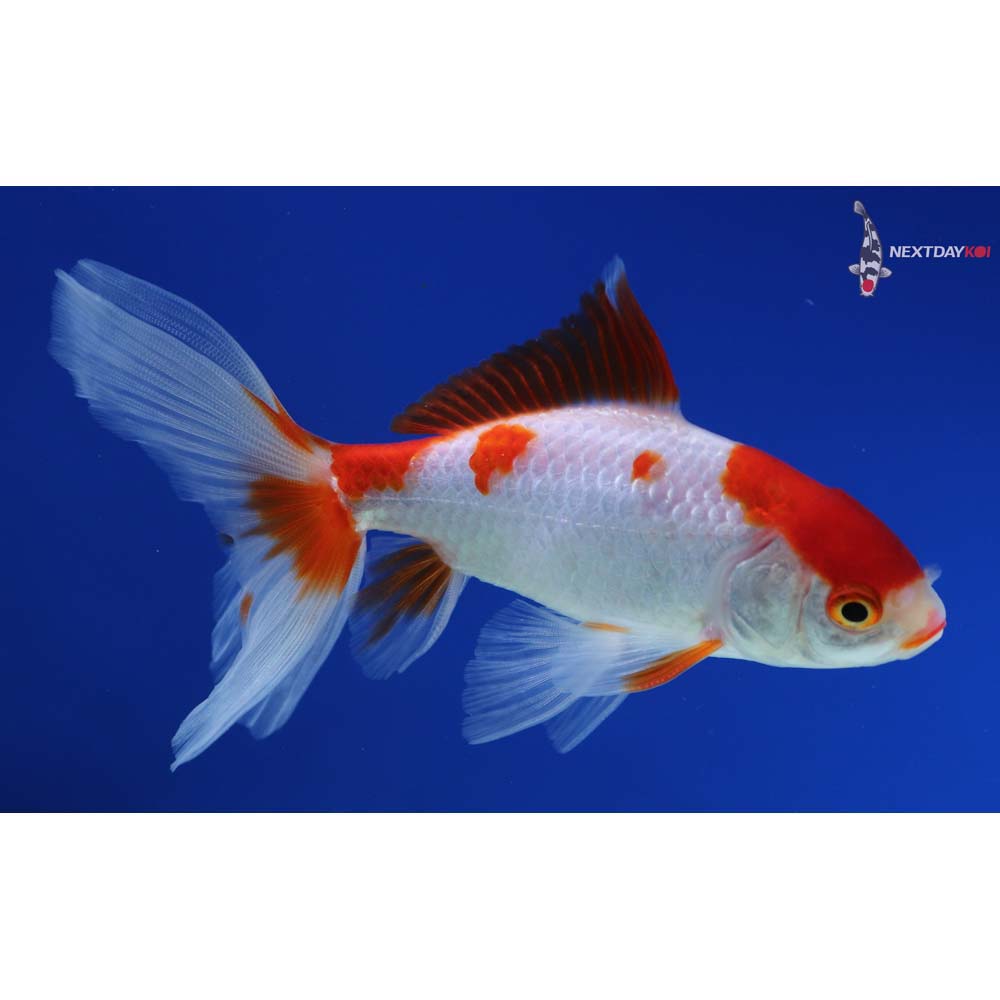 5” Imported Red and White Wakin
