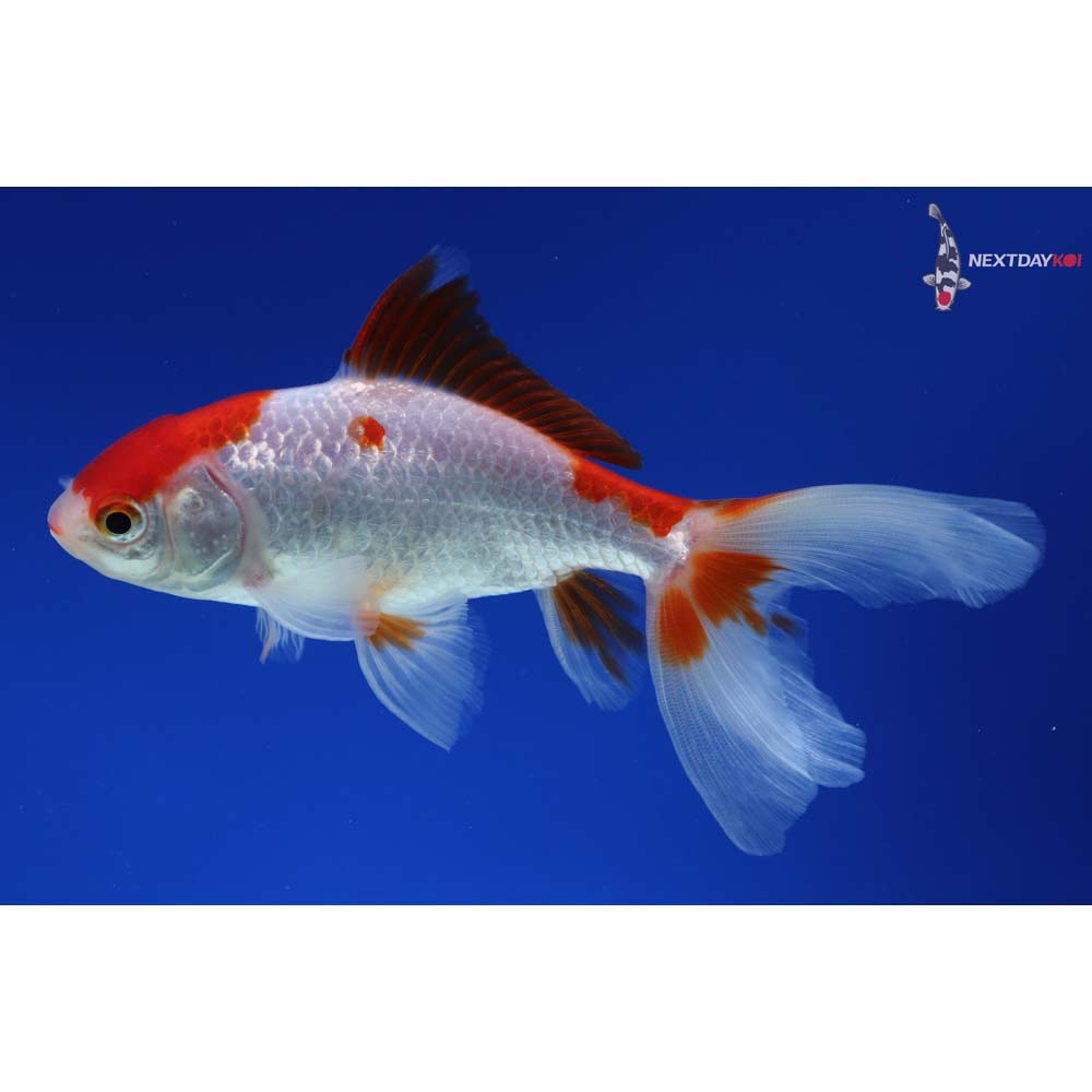 5” Imported Red and White Wakin