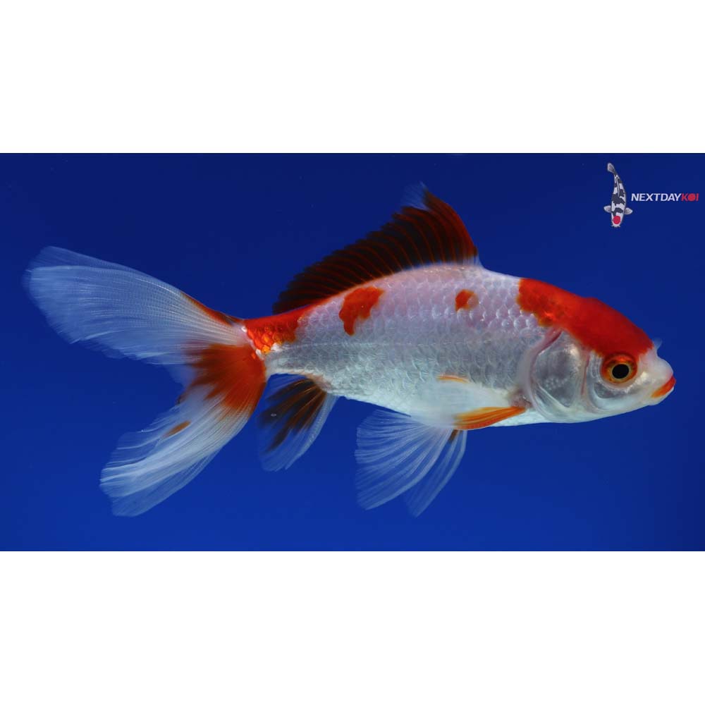 5” Imported Red and White Wakin