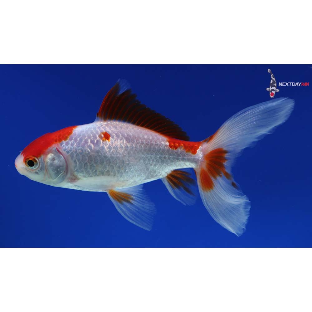 5” Imported Red and White Wakin