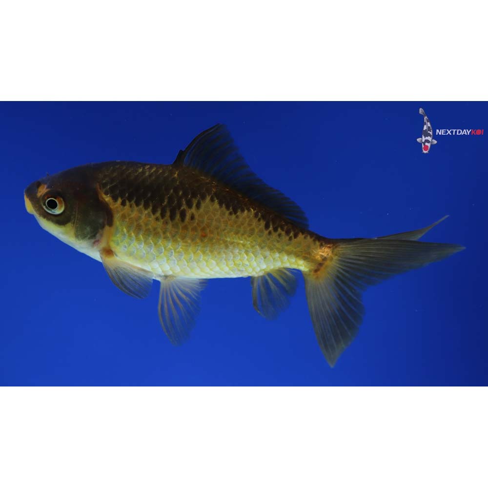 4.5” Imported Red and Black Wakin