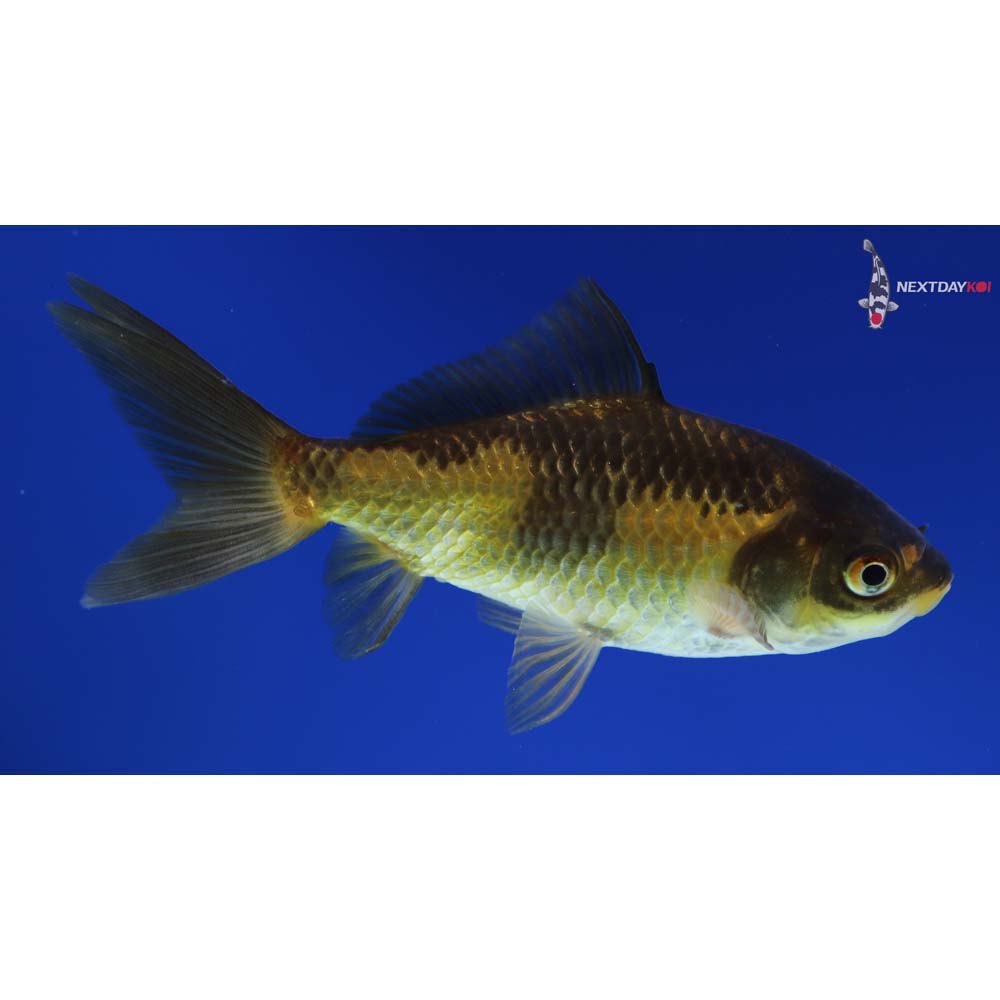 4.5” Imported Red and Black Wakin