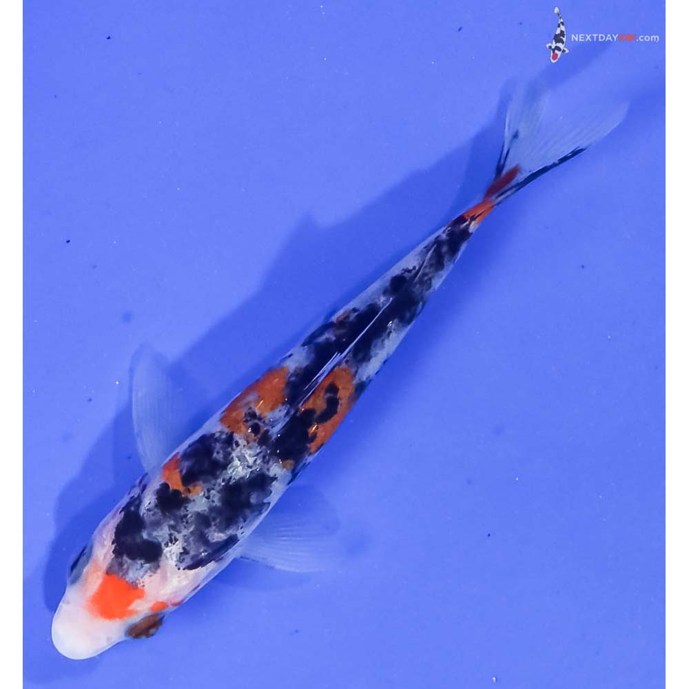 3.5” Imported Sanke