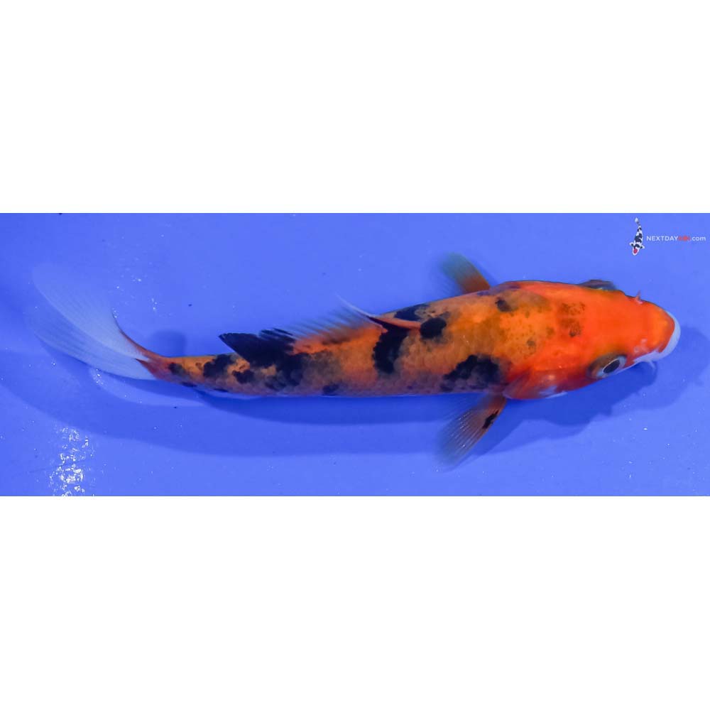 3.5” Imported Aka Sanke