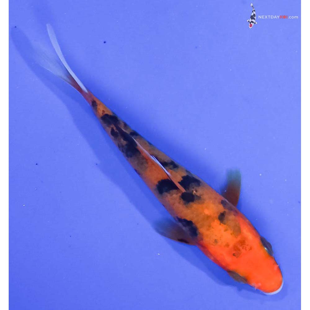 3.5” Imported Aka Sanke