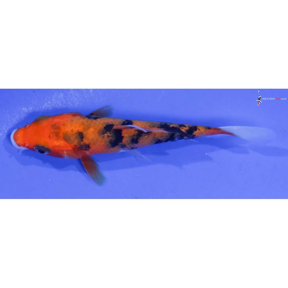 3.5” Imported Aka Sanke