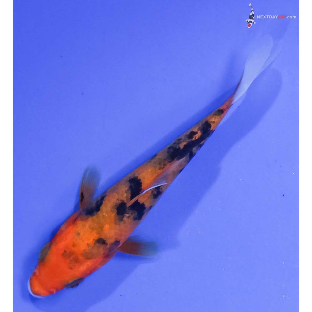 3.5” Imported Aka Sanke