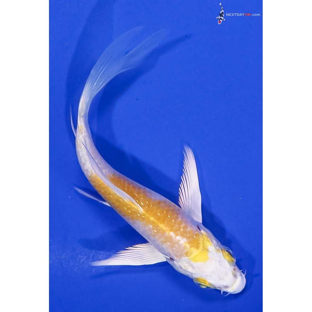 4.5” Imported Lemon Hariwake Butterfly Koi