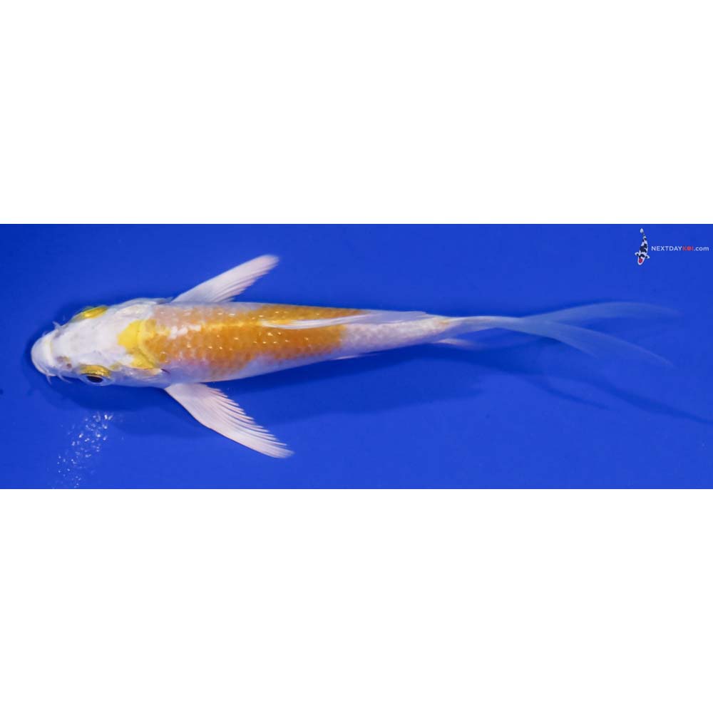 4.5” Imported Lemon Hariwake Butterfly Koi