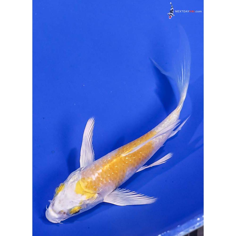 4.5” Imported Lemon Hariwake Butterfly Koi