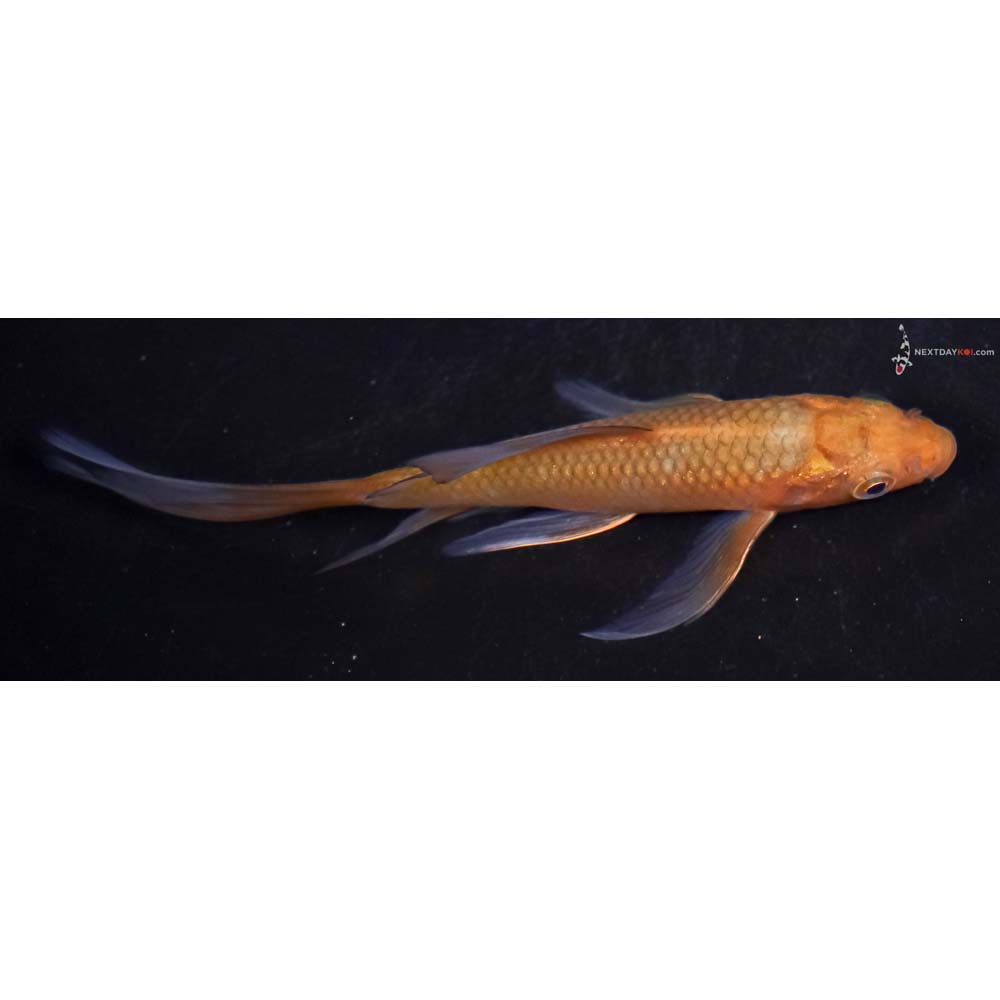 4.5” Imported Chagoi Butterfly Koi