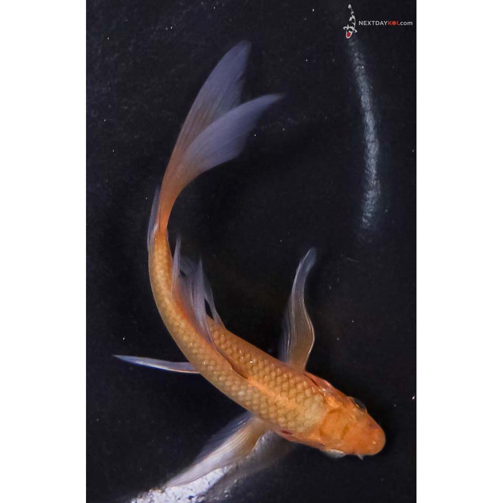 4.5” Imported Chagoi Butterfly Koi