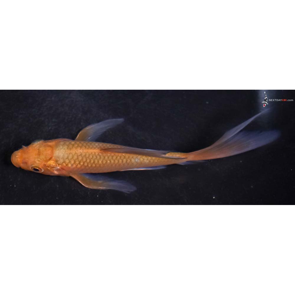 4.5” Imported Chagoi Butterfly Koi