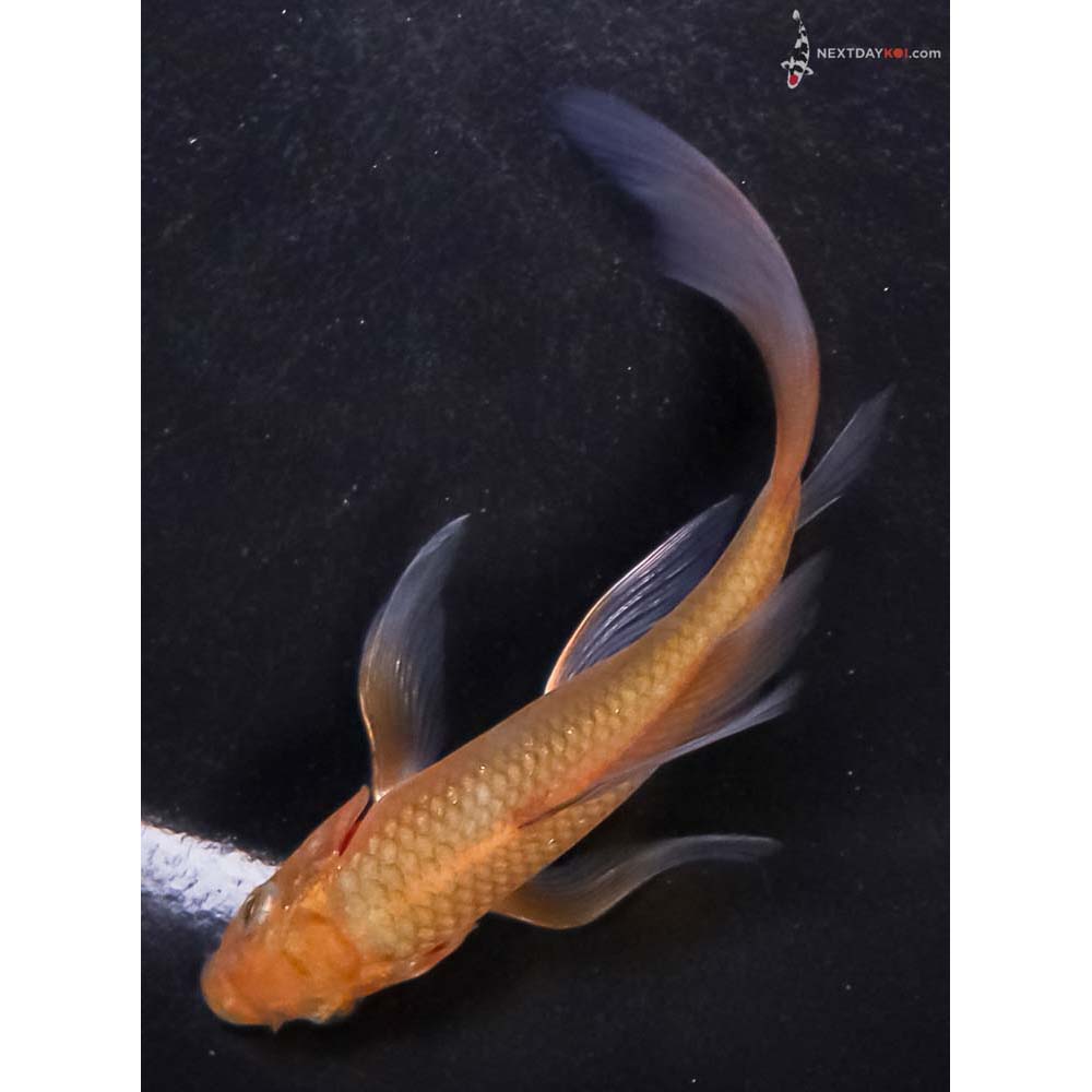 4.5” Imported Chagoi Butterfly Koi